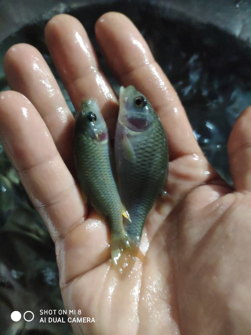 禾花鲤鱼苗，禾花鱼苗，大小规格都有，欢迎各位养殖户订购！