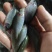 禾花鲤鱼苗，禾花鱼苗，大小规格都有，欢迎各位养殖户订购！