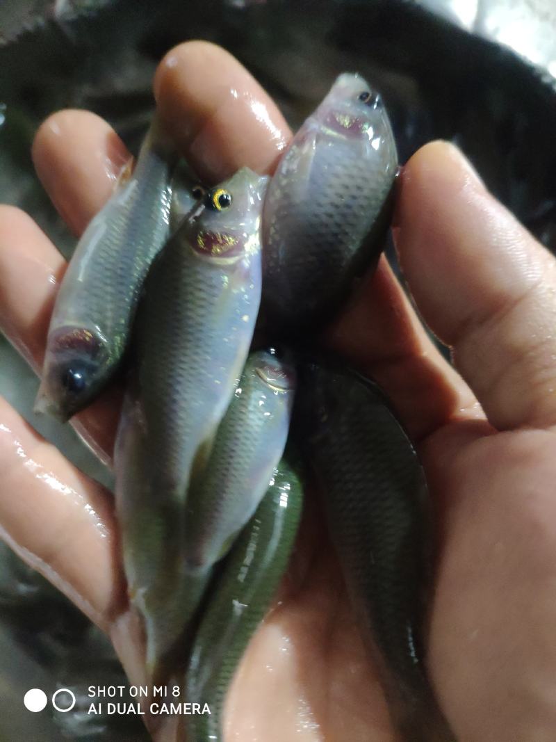 禾花鲤鱼苗，禾花鱼苗，大小规格都有，欢迎各位养殖户订购！