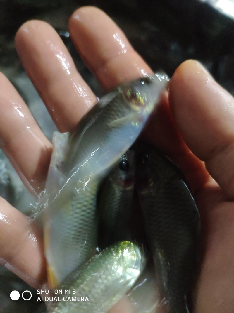 禾花鲤鱼苗，禾花鱼苗，大小规格都有，欢迎各位养殖户订购！