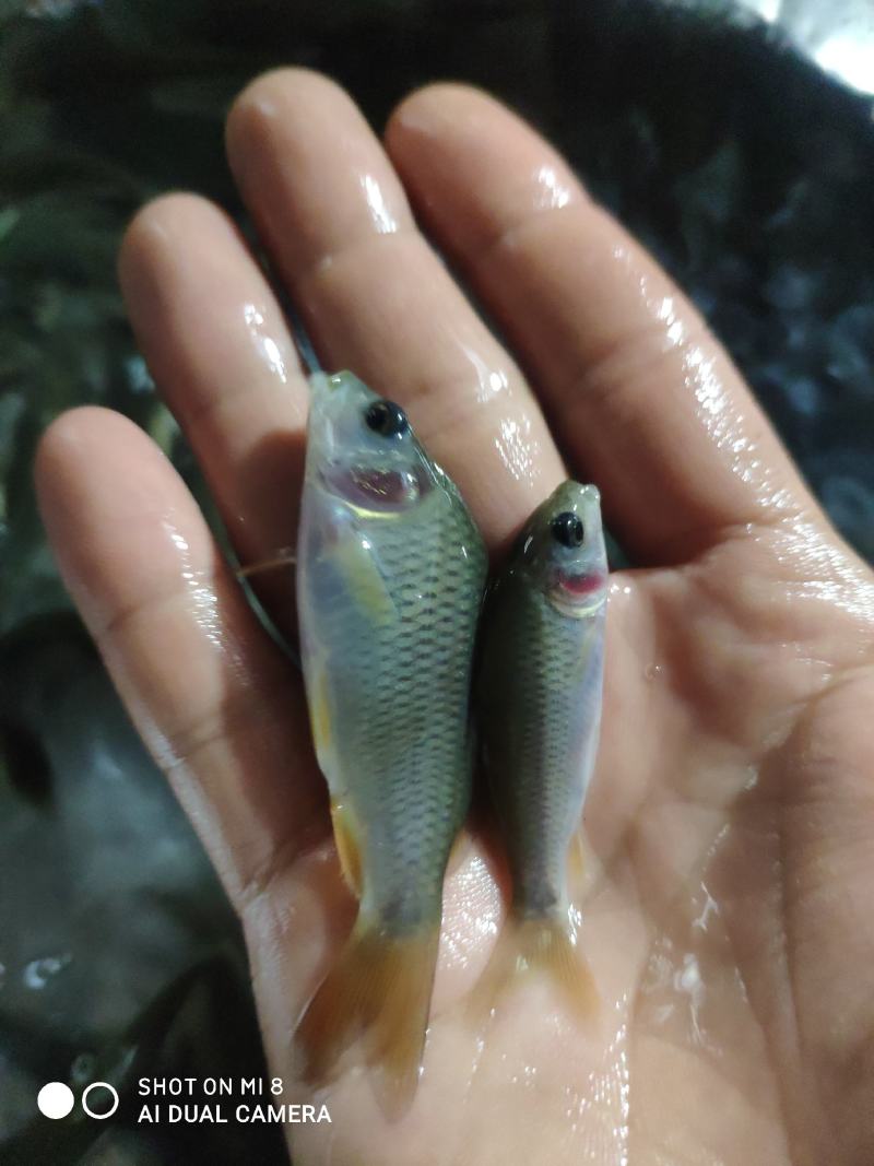 禾花鲤鱼苗，禾花鱼苗，大小规格都有，欢迎各位养殖户订购！