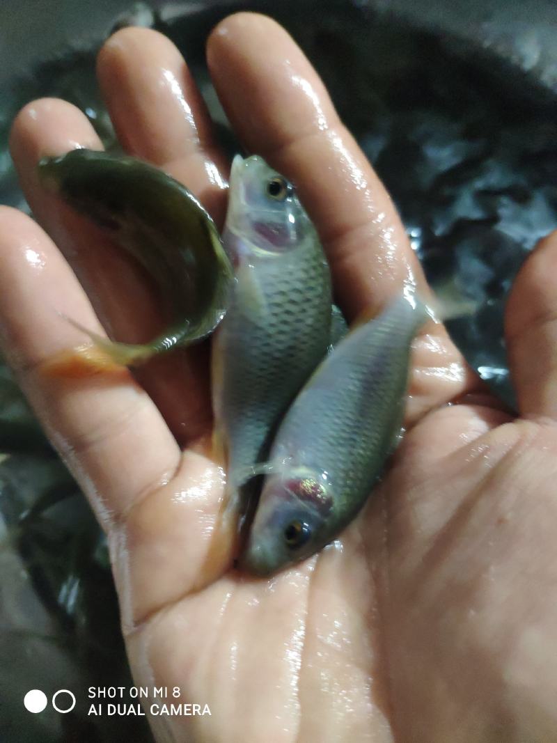 禾花鲤鱼苗，禾花鱼苗，大小规格都有，欢迎各位养殖户订购！