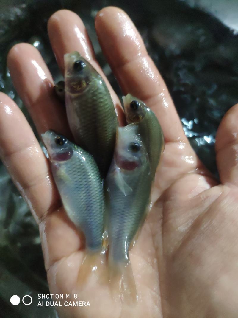 禾花鲤鱼苗，禾花鱼苗，大小规格都有，欢迎各位养殖户订购！