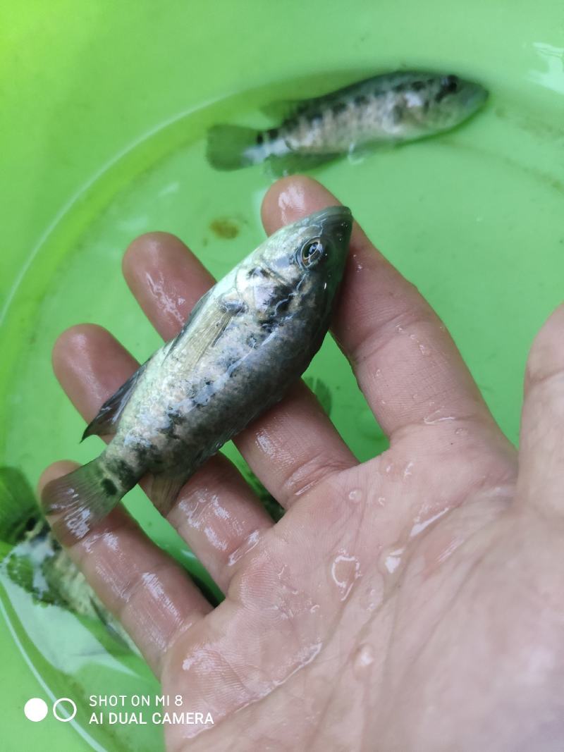 淡水石斑鱼苗，200亩鱼塘大量现货批发零售。欢迎全国客户