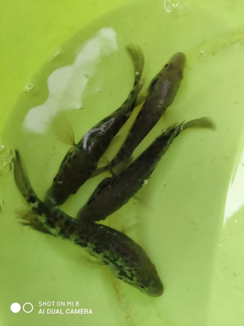 淡水石斑鱼苗，200亩鱼塘大量现货批发零售。欢迎全国客户