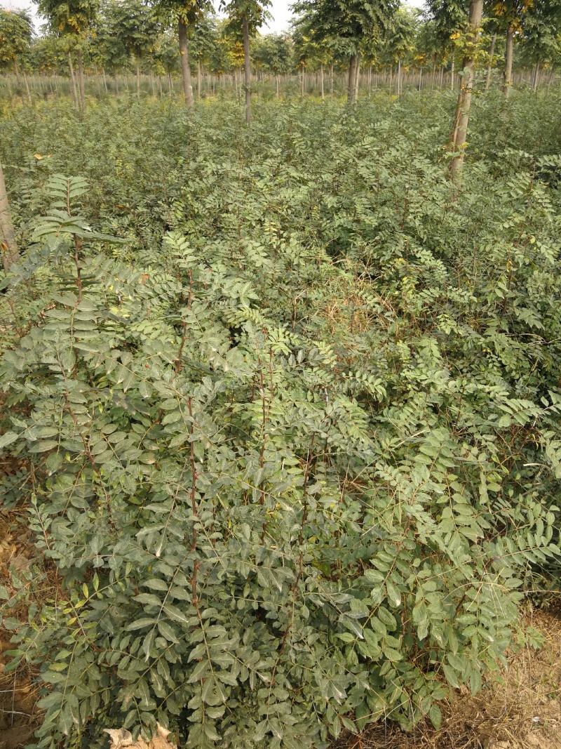 花椒苗大红袍花椒苗，当年苗混苗，量大优惠