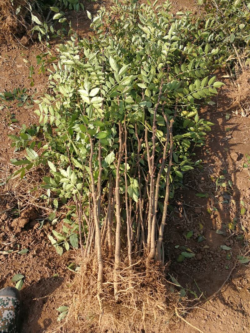 花椒苗大红袍花椒苗，当年苗混苗，量大优惠