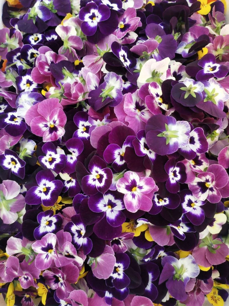 角堇三色堇有需要的朋友联系