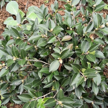 茶梅球40~50cm，茶梅小苗，茶花小苗