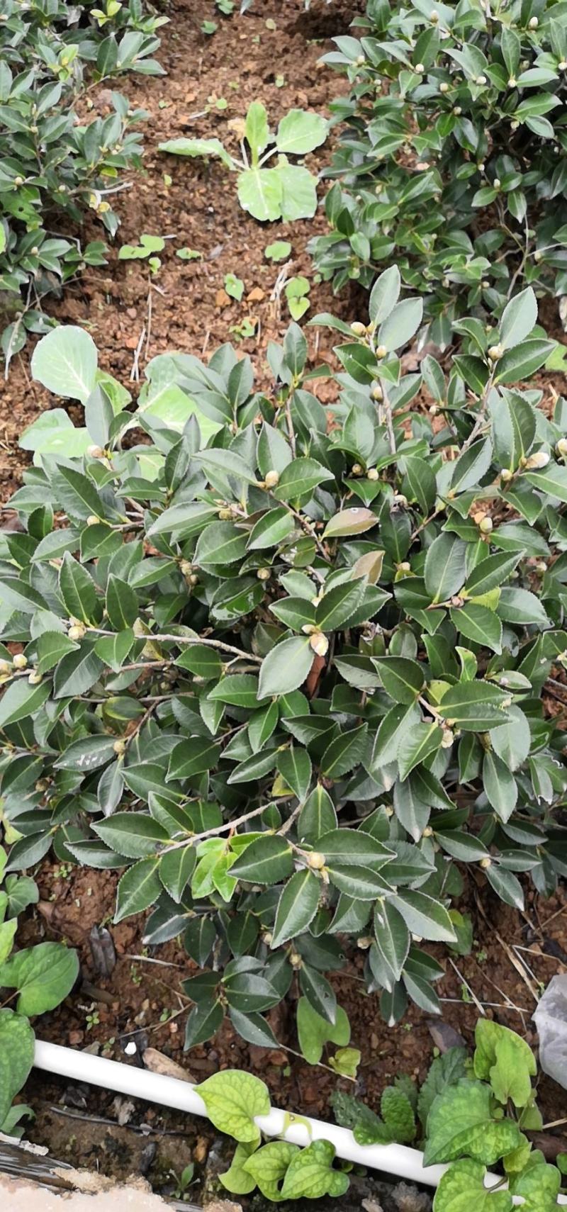 茶梅球40~50cm，茶梅小苗，茶花小苗