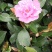 茶梅球40~50cm，茶梅小苗，茶花小苗