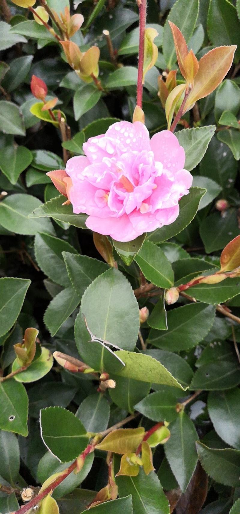 茶梅球40~50cm，茶梅小苗，茶花小苗