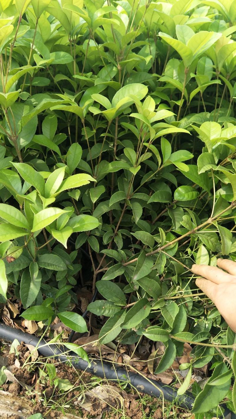 精品桂花小苗，四季桂小苗，红桂苗，桂花种植基地