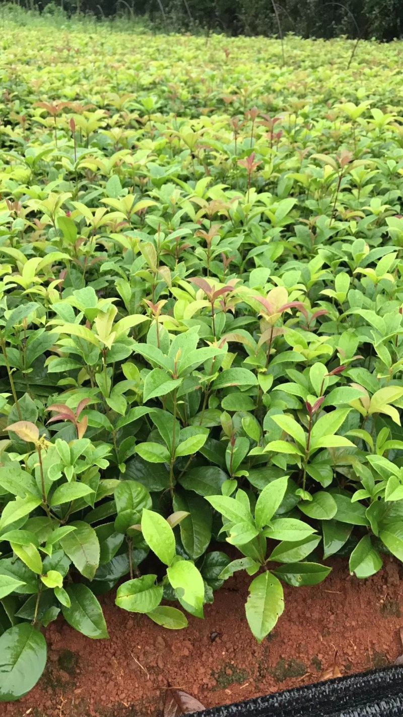 精品桂花小苗，四季桂小苗，红桂苗，桂花种植基地