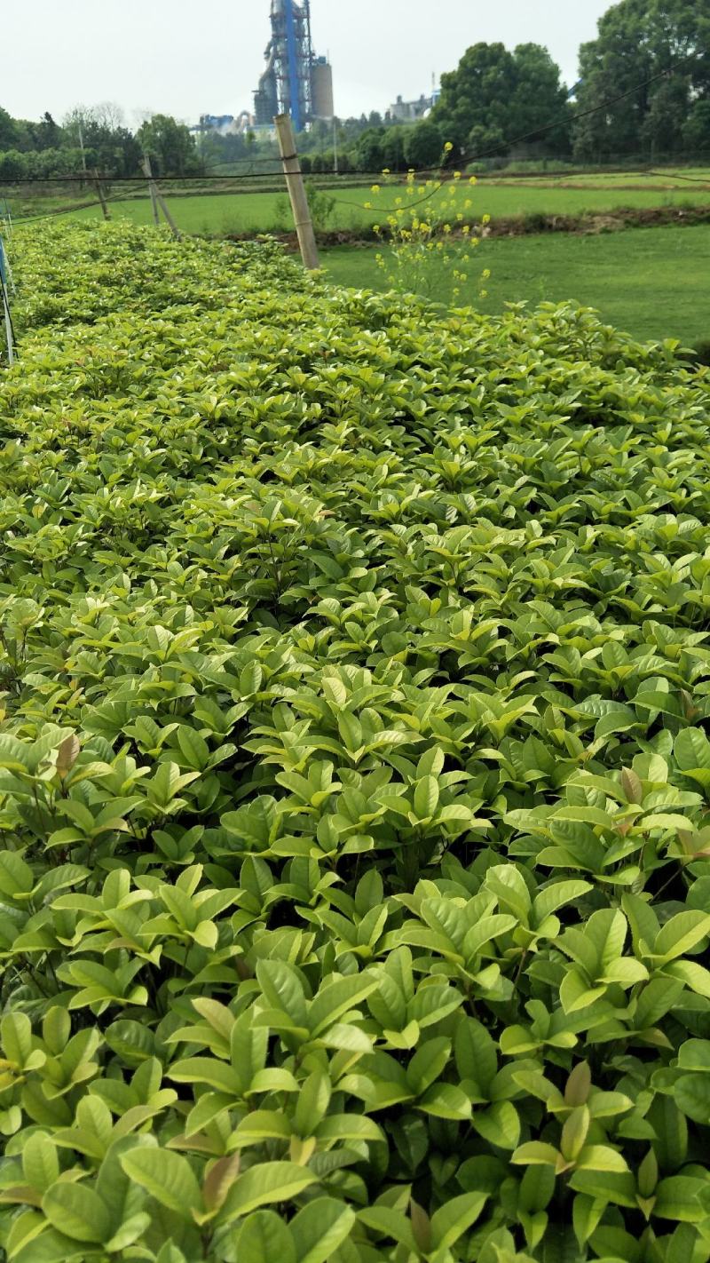 精品桂花小苗，四季桂小苗，红桂苗，桂花种植基地