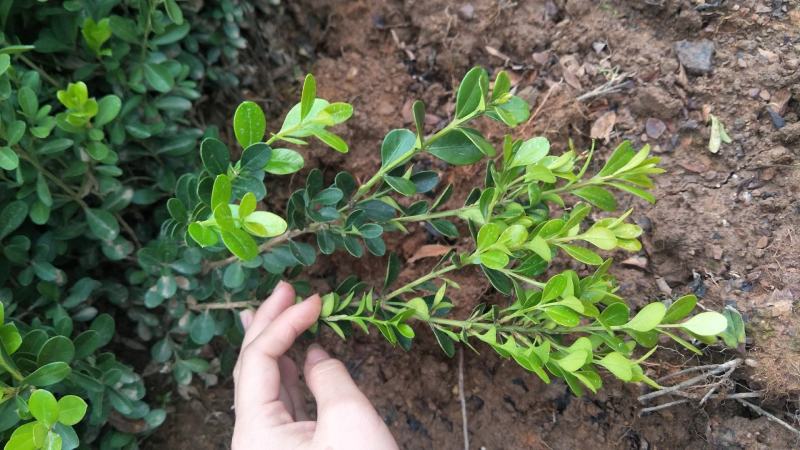 瓜子黄杨苗10~20cm、豆瓣黄杨小苗精品，黄杨苗基地