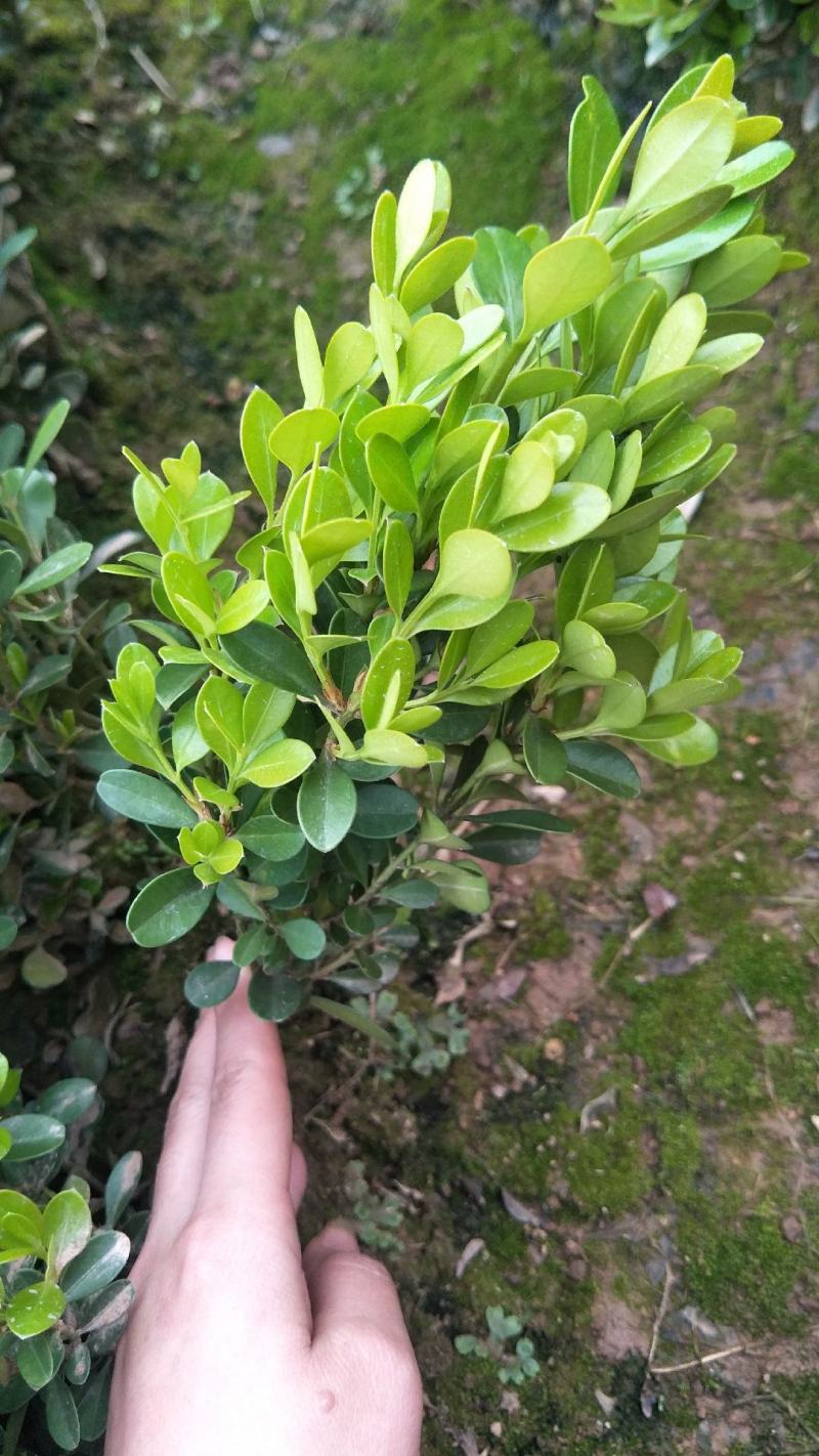 瓜子黄杨苗10~20cm、豆瓣黄杨小苗精品，黄杨苗基地