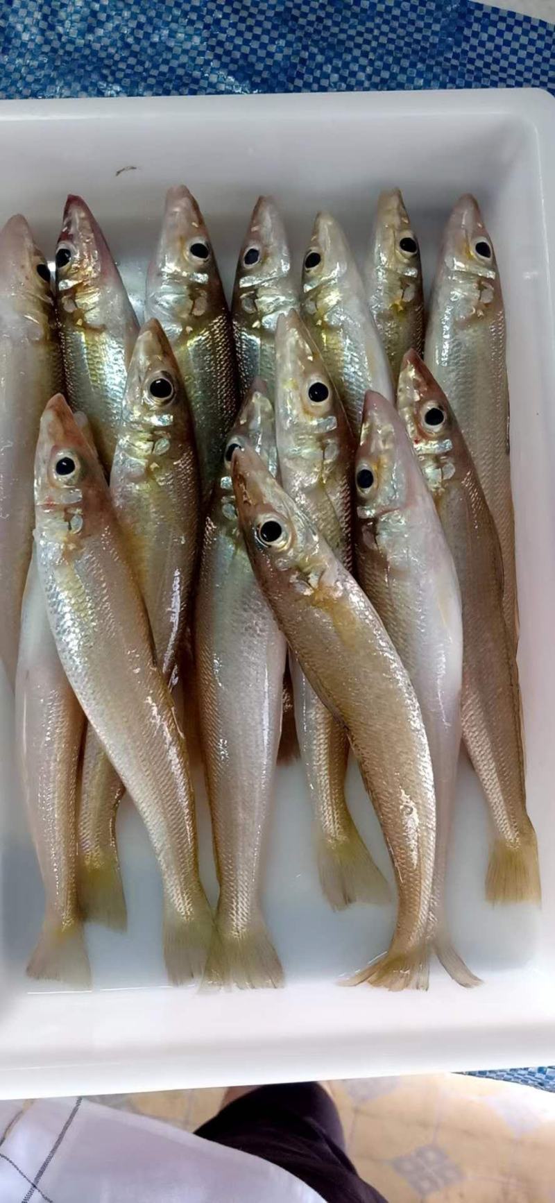 沙钻鱼，北海特产，肉多，味道正，个头大，各种菜色都可以做