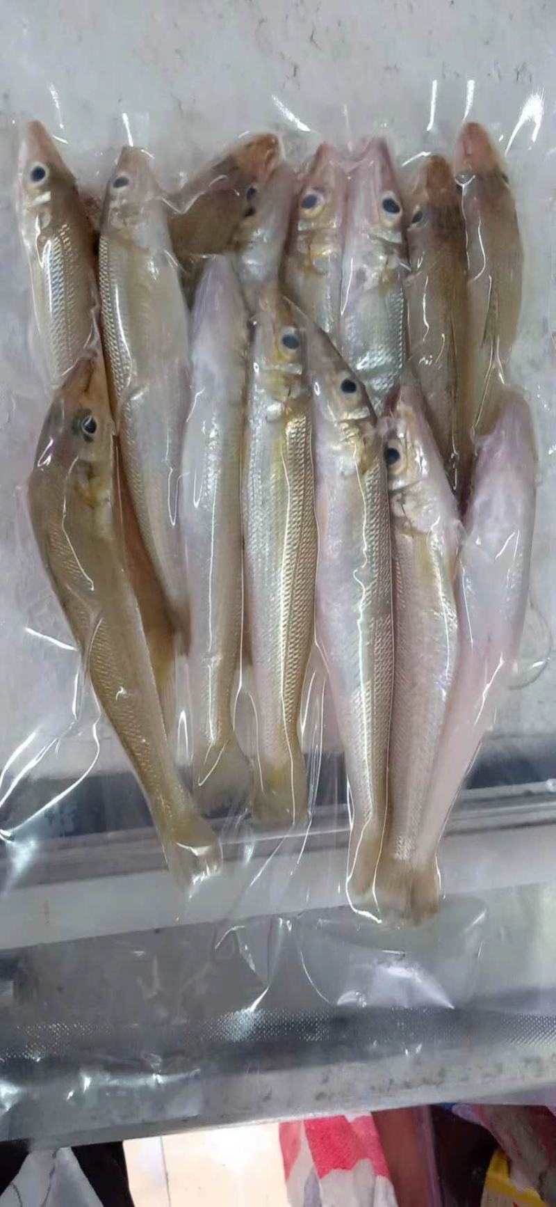沙钻鱼，北海特产，肉多，味道正，个头大，各种菜色都可以做