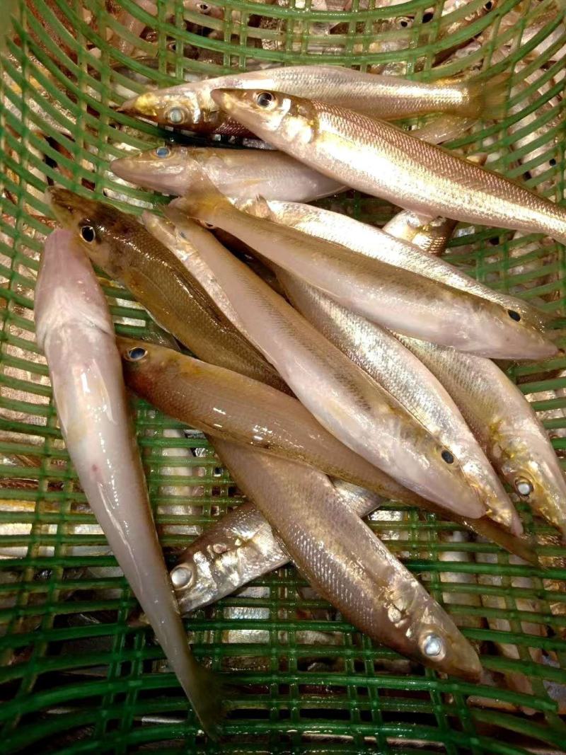 沙钻鱼，北海特产，肉多，味道正，个头大，各种菜色都可以做