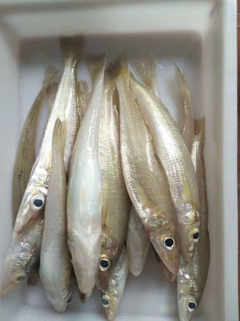 沙钻鱼，北海特产，肉多，味道正，个头大，各种菜色都可以做