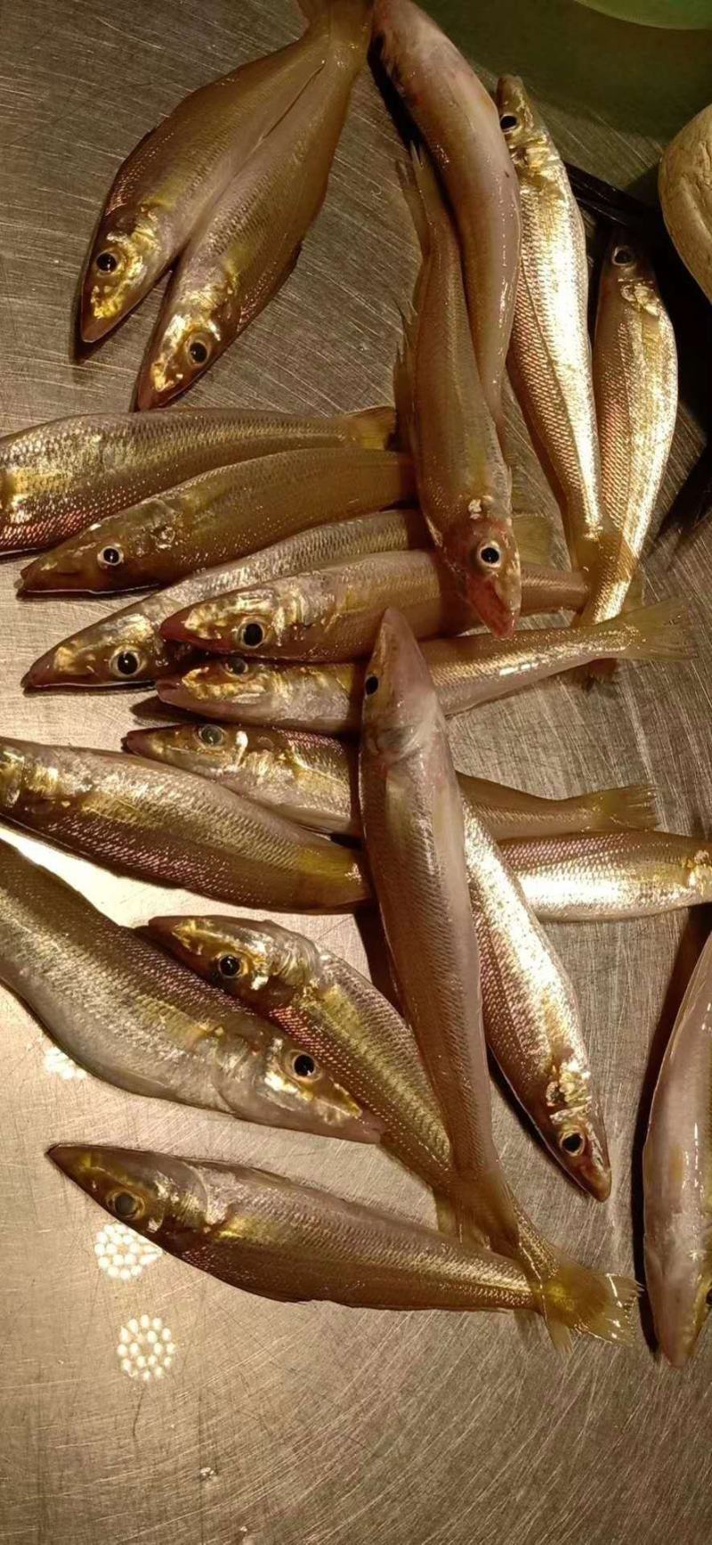 沙钻鱼，北海特产，肉多，味道正，个头大，各种菜色都可以做