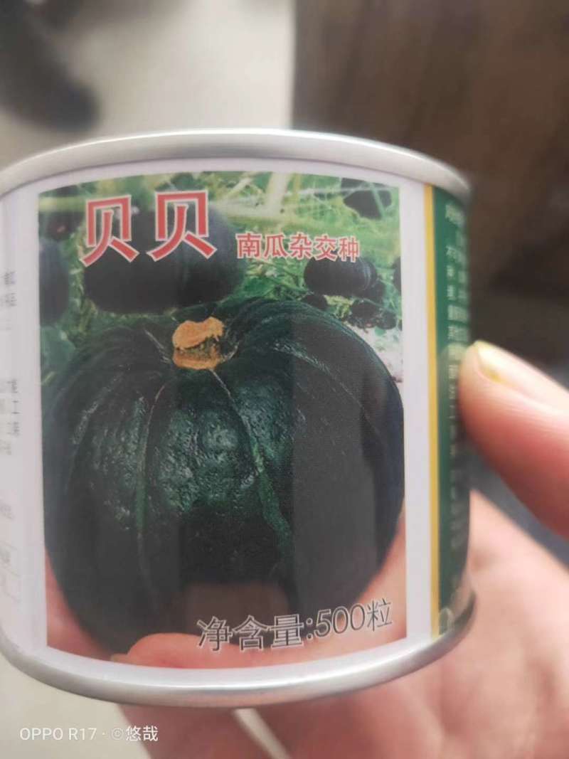 新西兰板栗南瓜种子贝贝南瓜种子日本进口国产