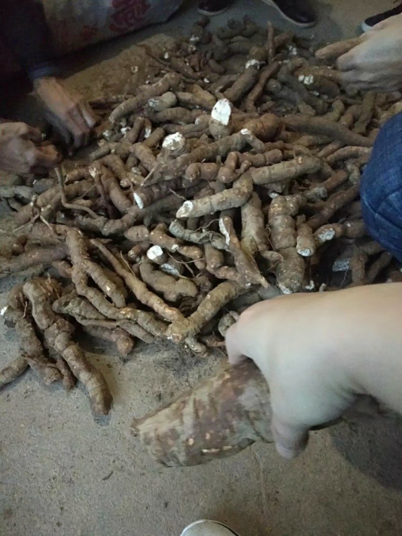 江西药典粉防己种子，成熟净籽无杂质，提供技术支持