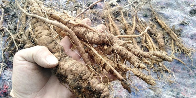 江西药典粉防己种子，成熟净籽无杂质，提供技术支持