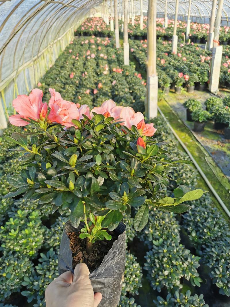 樱桃红杜鹃花档口货质量永福基地一手货源长期供应质量保障