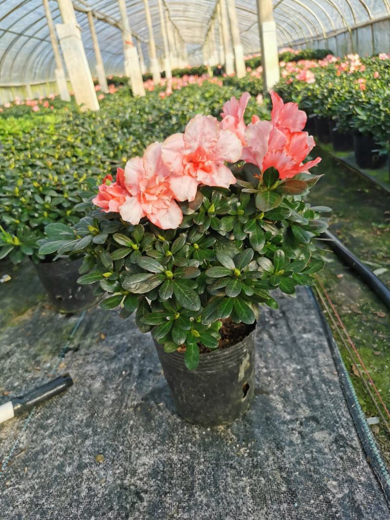 樱桃红杜鹃花档口货质量永福基地一手货源长期供应质量保障