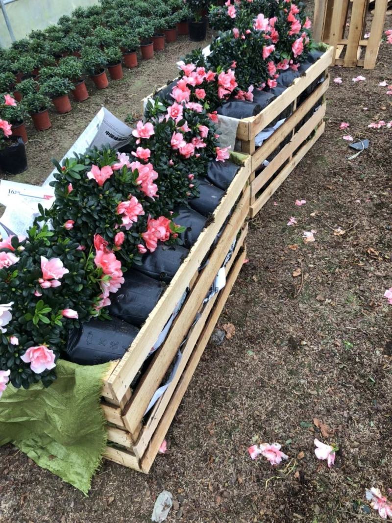 樱桃红杜鹃花档口货质量永福基地一手货源长期供应质量保障