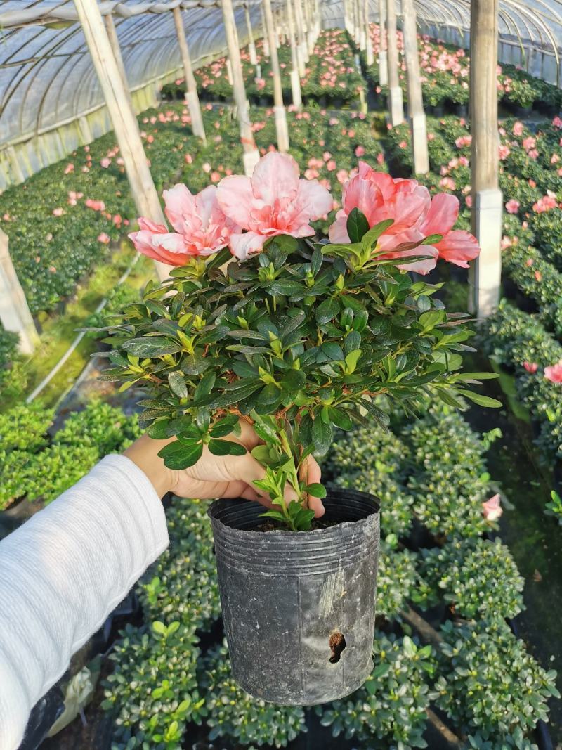 樱桃红杜鹃花档口货质量永福基地一手货源长期供应质量保障