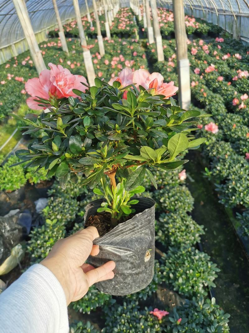 樱桃红杜鹃花档口货质量永福基地一手货源长期供应质量保障