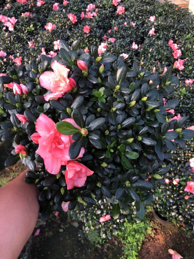 樱桃红杜鹃花档口货质量永福基地一手货源长期供应质量保障