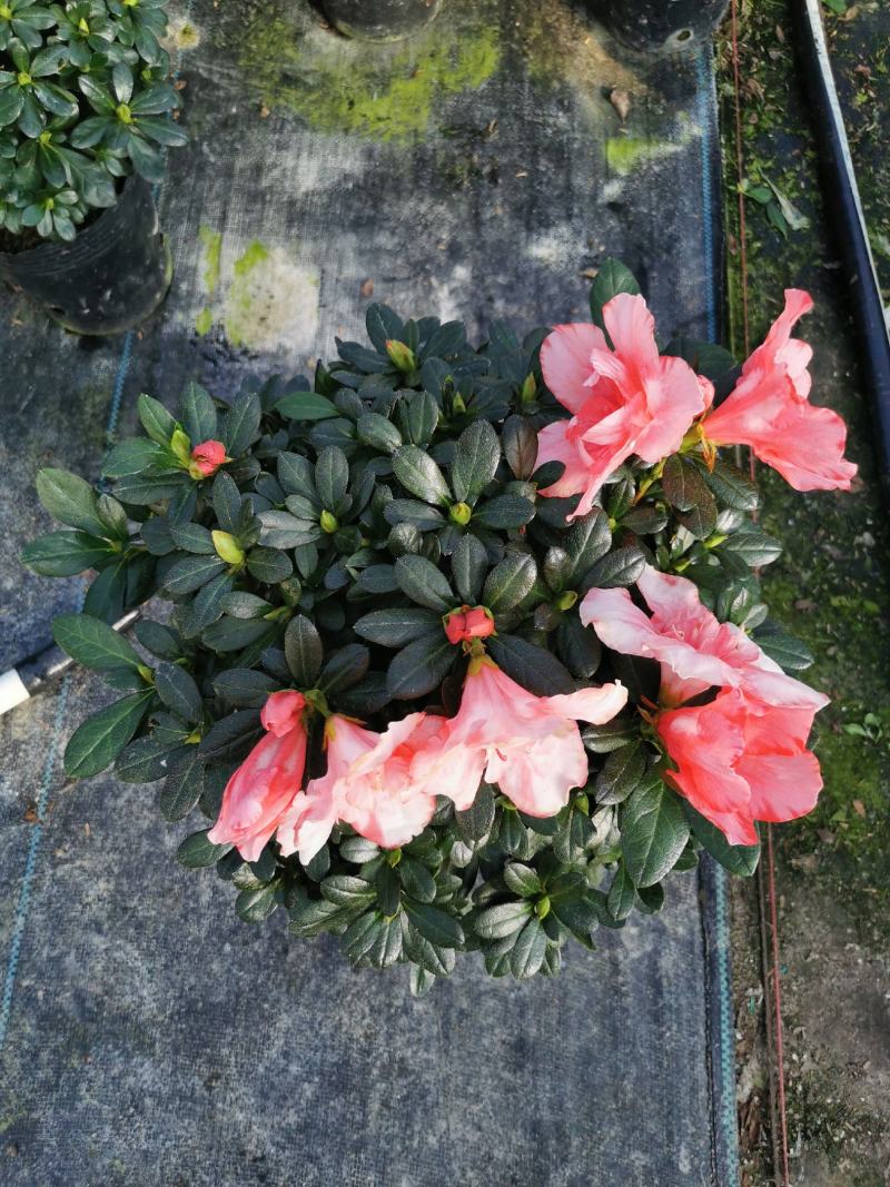 樱桃红杜鹃花档口货质量永福基地一手货源长期供应质量保障
