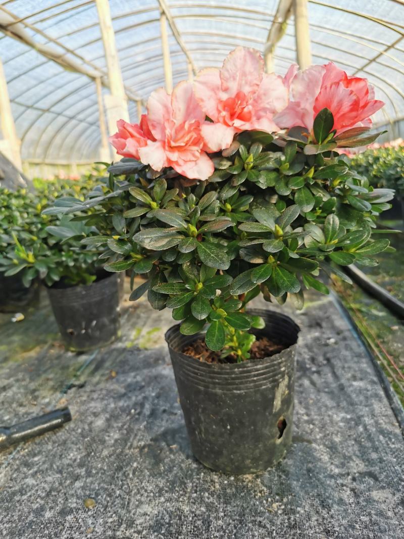 樱桃红杜鹃花档口货质量永福基地一手货源长期供应质量保障