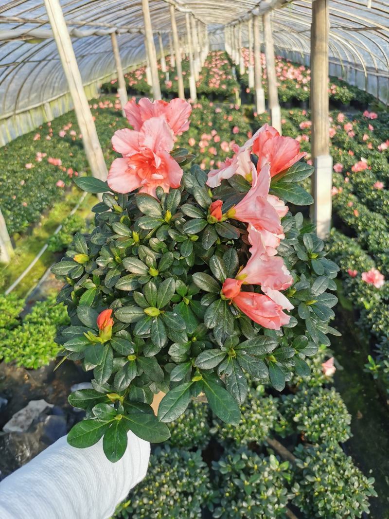 樱桃红杜鹃花档口货质量永福基地一手货源长期供应质量保障