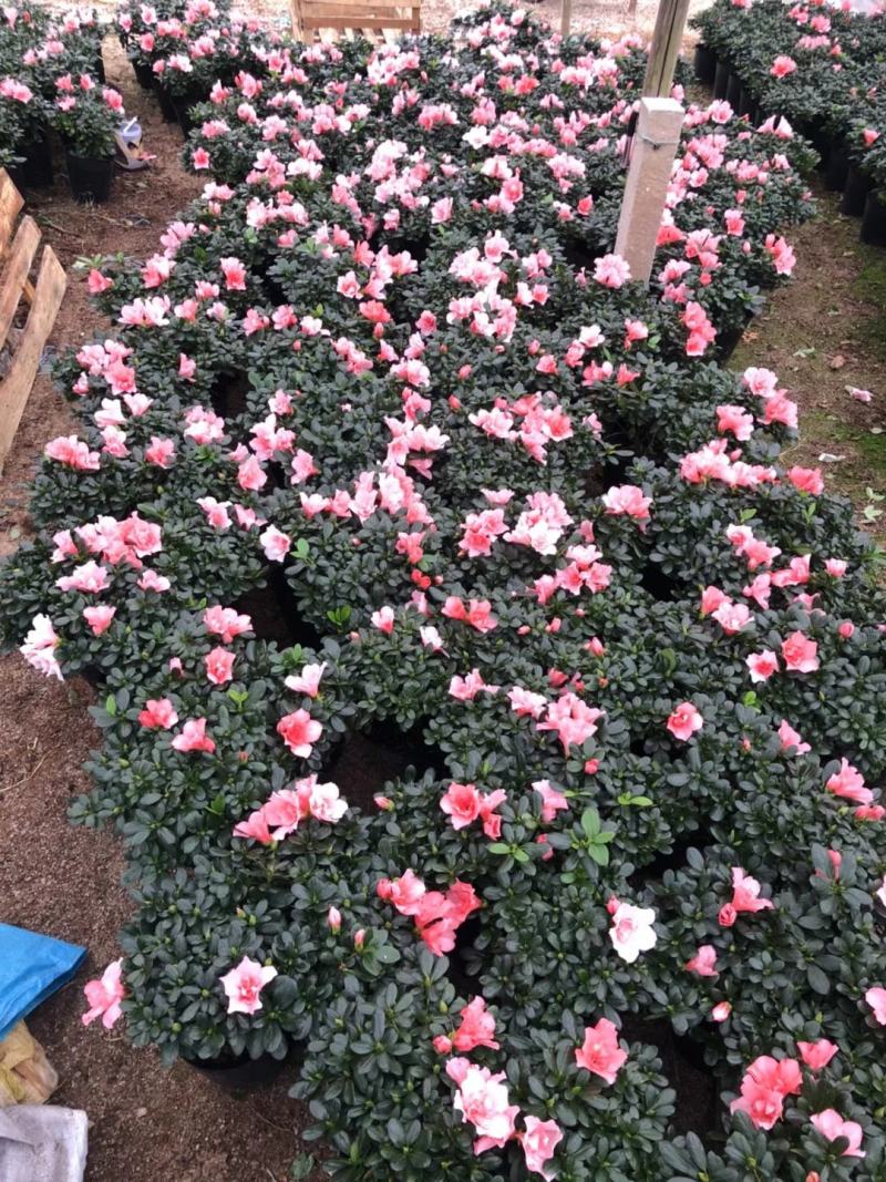 樱桃红杜鹃花档口货质量永福基地一手货源长期供应质量保障