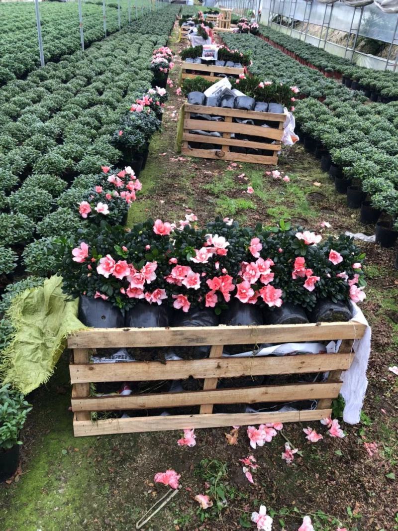 樱桃红杜鹃花档口货质量永福基地一手货源长期供应质量保障