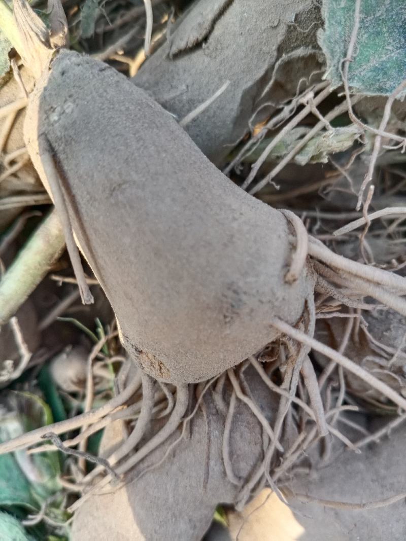 改良白术芽子，价格优惠，质量好