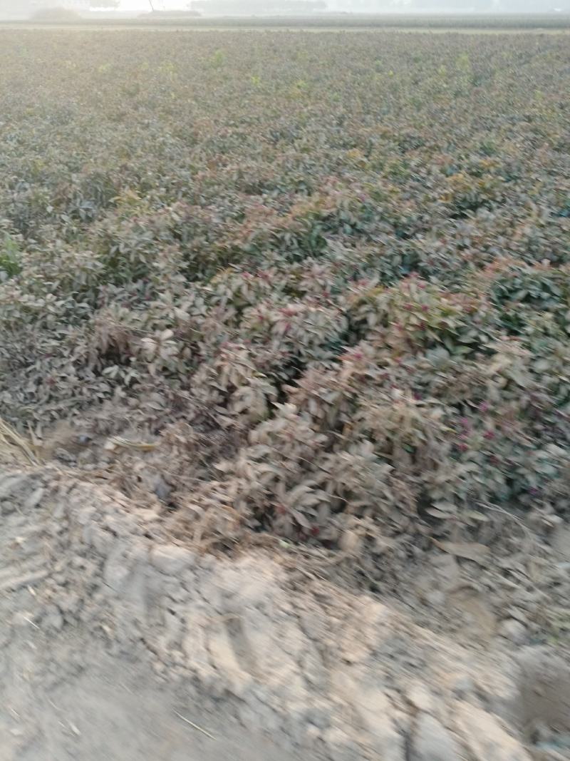 改良白术芽子，价格优惠，质量好