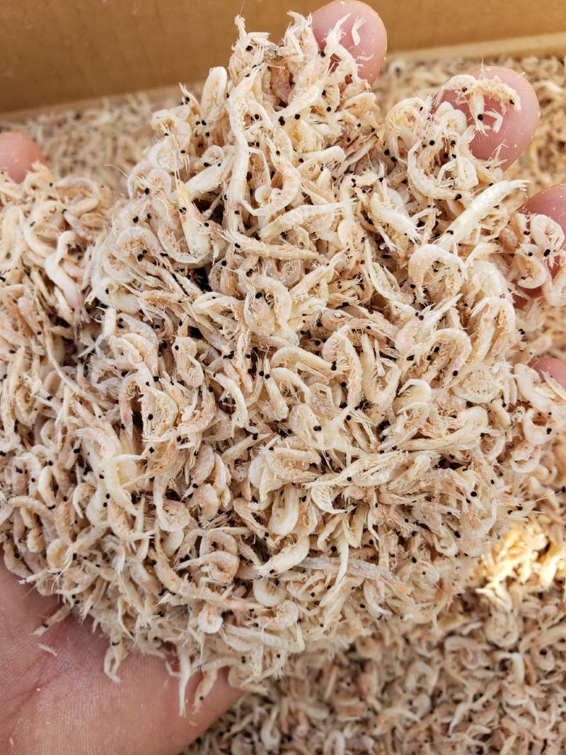 【虾皮】渤海湾咸虾皮，个头均匀，没有任何杂质，一手货源