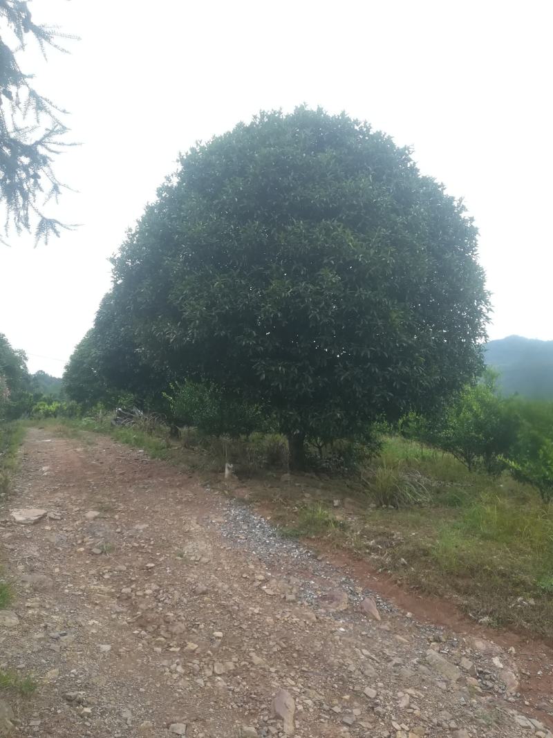 来自桂花之市的桂林市桂花树。