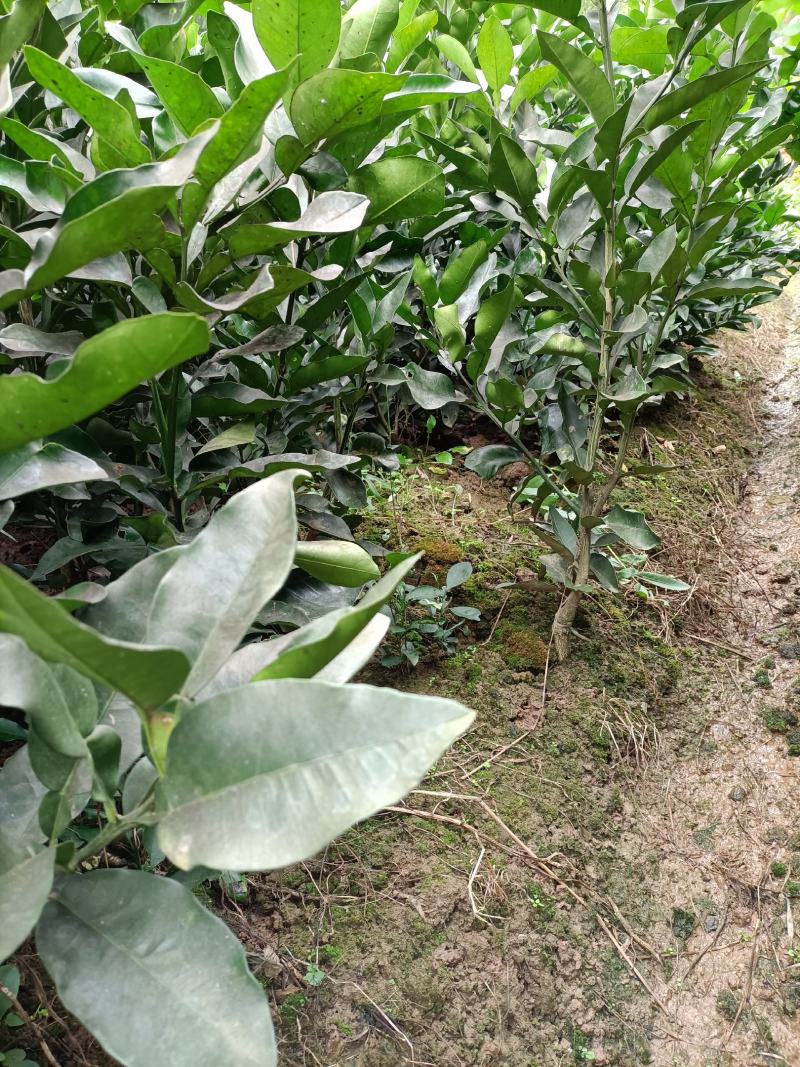 琯溪柚红心柚三红蜜柚脆香甜柚嫁接苗品种纯正基地保湿发货