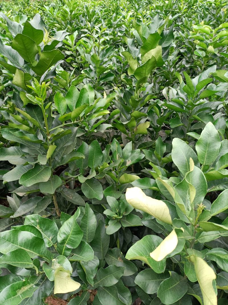 琯溪柚红心柚三红蜜柚脆香甜柚嫁接苗品种纯正基地保湿发货