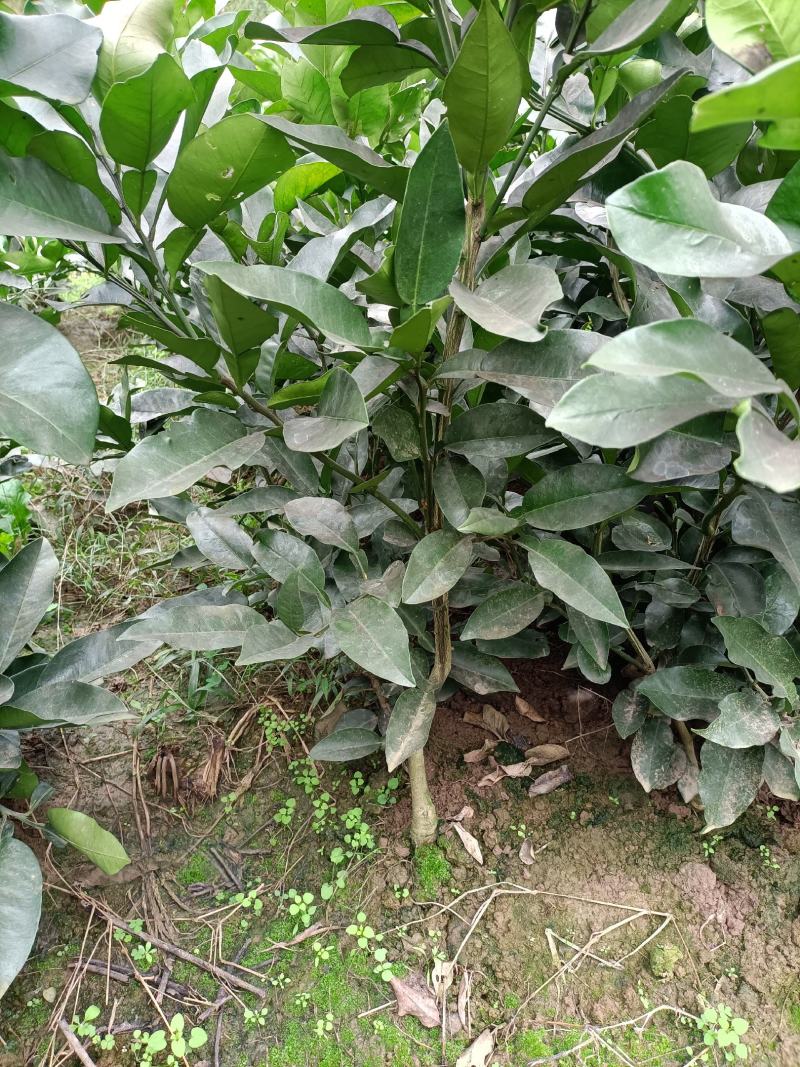 琯溪柚红心柚三红蜜柚脆香甜柚嫁接苗品种纯正基地保湿发货