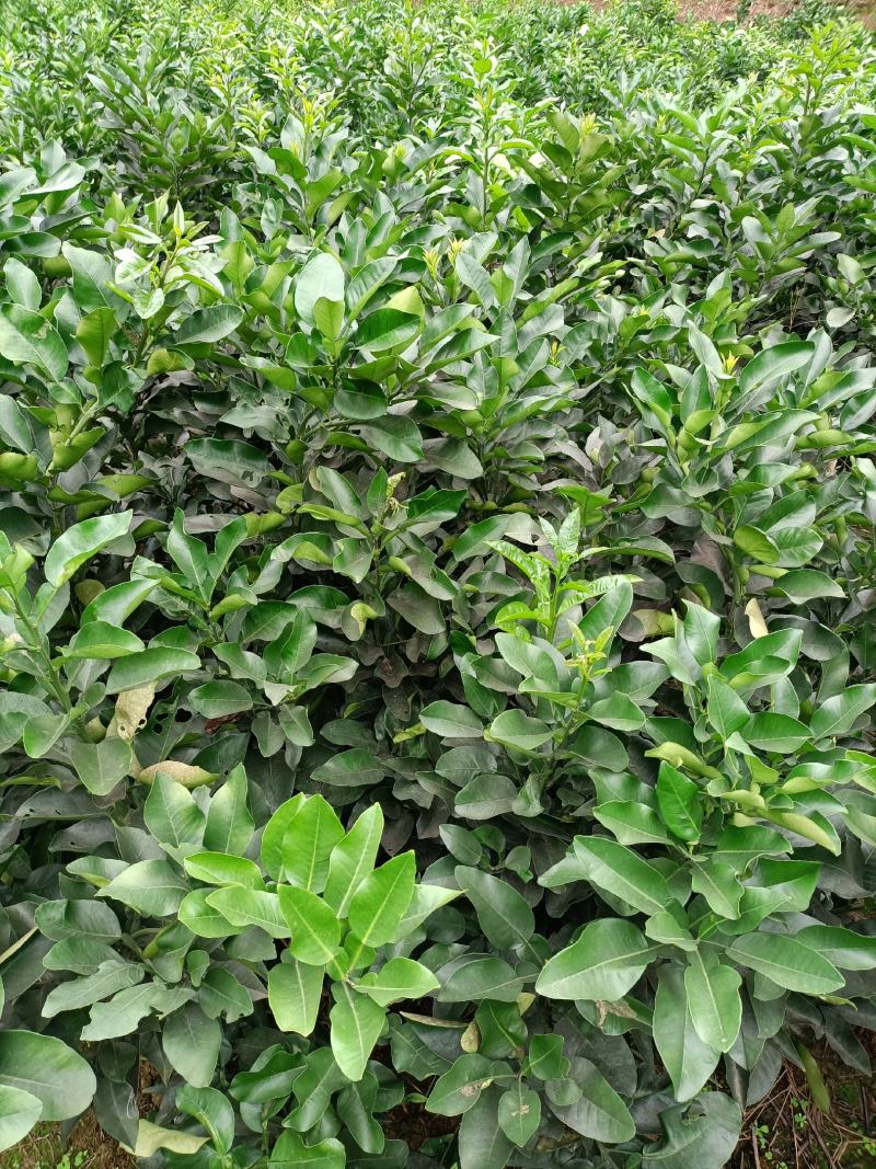琯溪柚红心柚三红蜜柚脆香甜柚嫁接苗品种纯正基地保湿发货