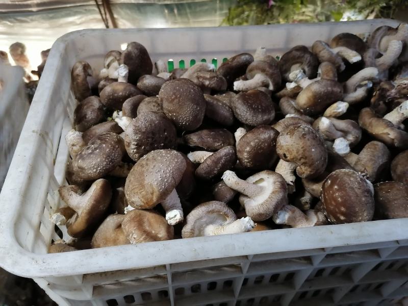 鲜香菇大降价有要的你就来