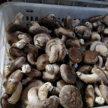 鲜香菇大降价有要的你就来